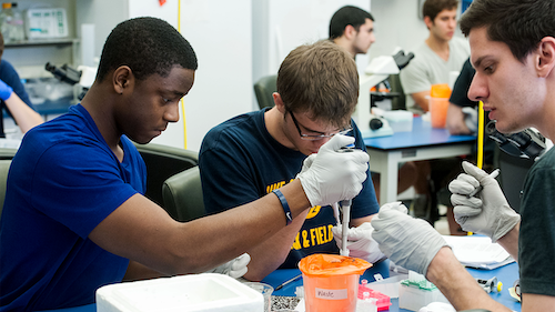 Undergraduate students at Georgetown working together at a laboratory research table