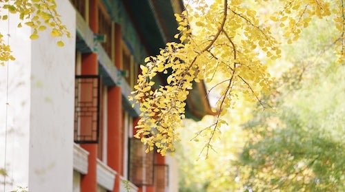 A tree with yellow leaves in front of a building with open windows