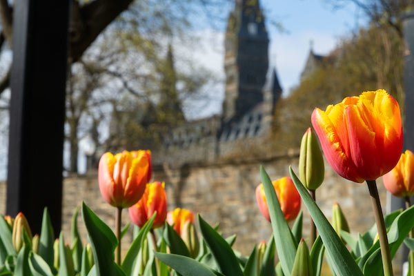 Orange and yellow tulips in front of a stone wall with Healy Hall in the background.