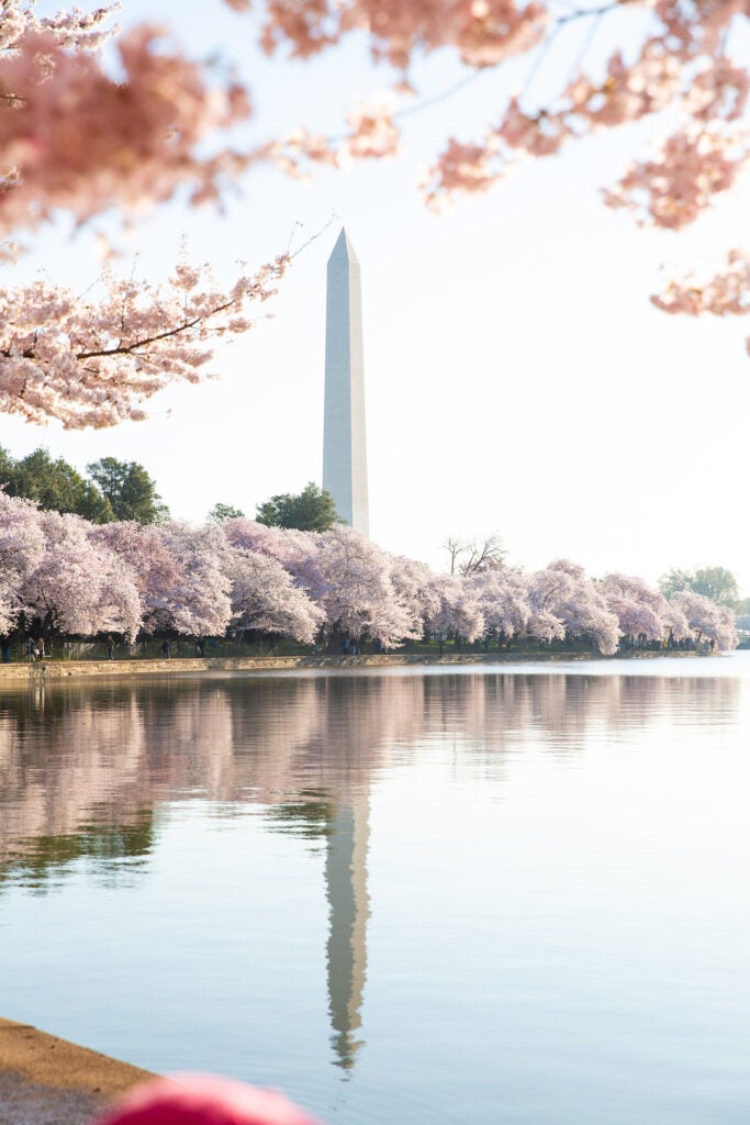 The Washington Monument, seen from the Tidal Basin and framed by cherry blossoms.